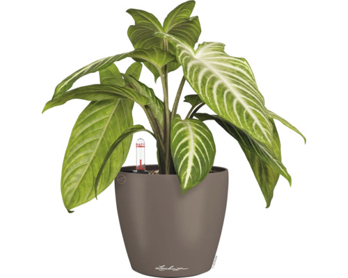 Zimmerpflanze im Topf mit Bewässerungssystem