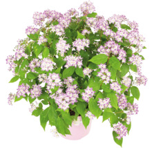 Deutzie im Topf mit grünen Blättern und lila-weissen Blüten.