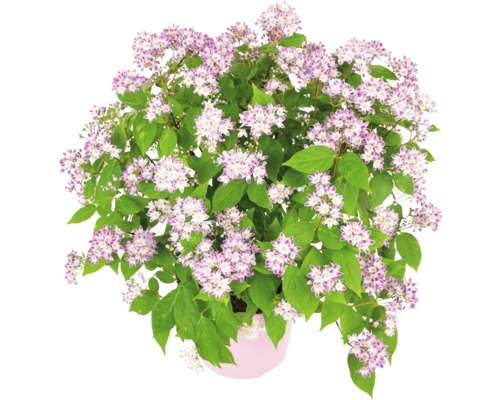 Deutzie im Topf mit grünen Blättern und lila-weissen Blüten.