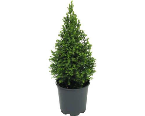 Scheinzypresse, Kegelzypresse 'Excellent Point' H 20-30 cm Ø 13 cm Topf Mini Weihnachtsbaum zur Pflanzung geeignet