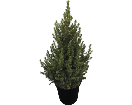 Zuckerhutfichte 'Speedy' H ca. 70 cm Co 3 L Weihnachtsbaum gesägt und getopft