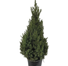 Im Topf gezogene Zuckerhutfichte als Gartenelement.