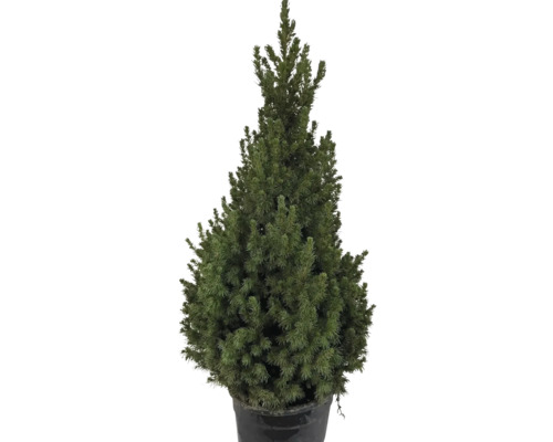 Zuckerhutfichte 'Speedy' H ca. 100 cm Weihnachtsbaum gesägt und getopft