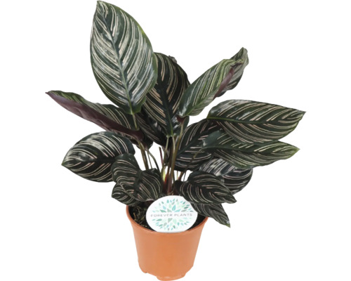 Korbmarante FloraSelf Calathea ornata H 45-50 cm Ø 14 cm Topf