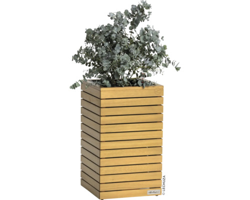 Holzpflanzgefäß mit Eukalyptus