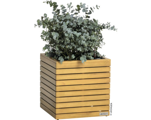 Blumenkübel aus Holz mit Eukalyptuspflanze