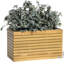 Holzpflanzkasten mit Eukalyptuspflanze