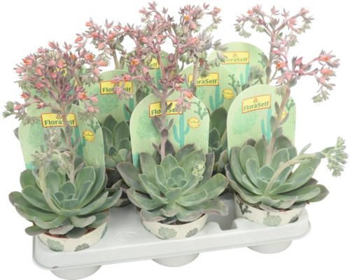 Echeverie mit Blüte Mix FloraSelf Echeveria Ø 10,5 cm Topf zufällige Sortenauswahl Mehrere blühende Dickblattgewächse in Töpfen auf einem Tablett.