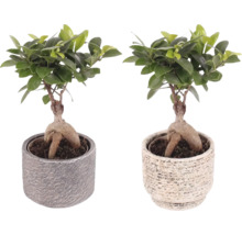 Zwei Bonsai-Feigen in Töpfen