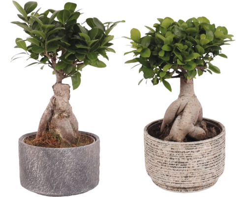 Chinesische Feige FloraSelf Ficus microcarpa Ginseng inkl. Keramik Übertopf Emma Ø 22 cm, sortiert