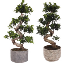 Chinesische Feige S-SHAPE FloraSelf Ficus microcarpa Ginseng inkl. Keramik Übertopf Emma Ø 26 cm