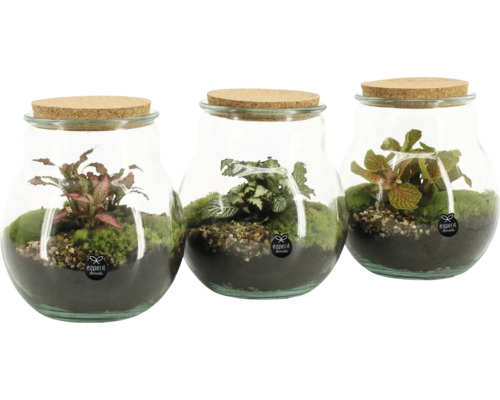 Flaschengarten Ilse FloraSelf H 20 cm Ø 16 cm Drei Glasbehälter mit Korkdeckel, bepflanzt mit Moos und Pflanzen