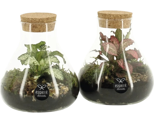 Flaschengarten Silke FloraSelf H 14 cm Ø 10 cm Zwei Glasflaschen mit Pflanzen und Korken