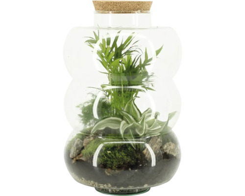 Flaschengarten Elsa FloraSelf H 35 cm Ø 21 cm Terrarium mit Pflanzen und Korkdeckel