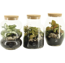 Drei Terrarien mit Pflanzen und Steinen in Glasbehältern mit Korkdeckel