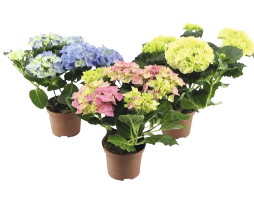 Tellerhortensie Mix 7/8 Blüten FloraSelf Hydrangea macrophylla Ø 15 cm Topf zufällige Sortenauswahl