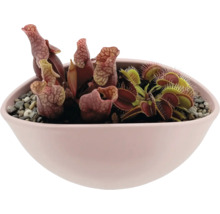 Fleischfressende Pflanzen Mix FloraSelf Schale Ø 18 cm