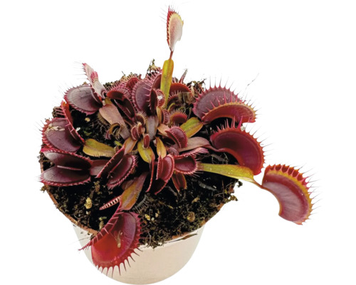 Venusfliegenfalle FloraSelf Dionaea Maroon Red H ca. 10 cm Ø 9 cm Topf