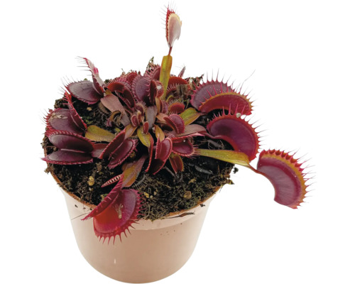 Venusfliegenfalle in einem Topf