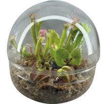Fleischfressende Pflanzen FloraSelf Sphere Ø 20 cm