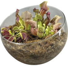 Fleischfressende Pflanzen FloraSelf Glasschale Ø 21 cm
