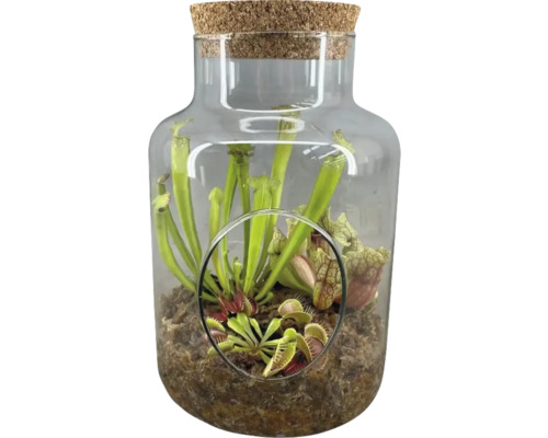 Fleischfressende Pflanzen FloraSelf Terrarium Ø 17 cm