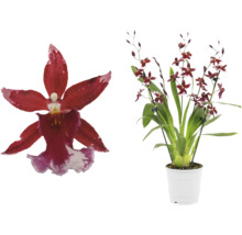 Orchidee mit roten Blüten in weißem Topf