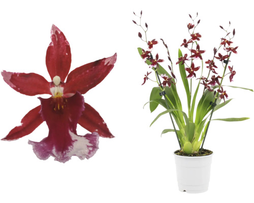 Cambria-Orchidee FloraSelf Cambira 'Barocco' H ca. 40 cm Ø 12 cm Topf 5-6 Rispen Orchidee mit roten Blüten in weißem Topf