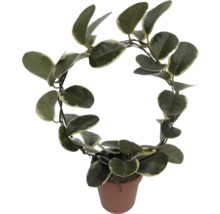 Zimmerpflanze Hoya carnosa in einem Topf
