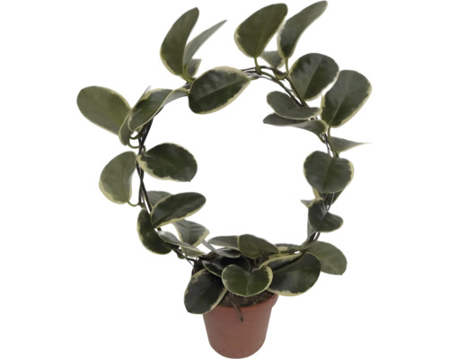 Zimmerpflanze Hoya carnosa in einem Topf