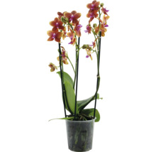 Orchidee in einem Topf
