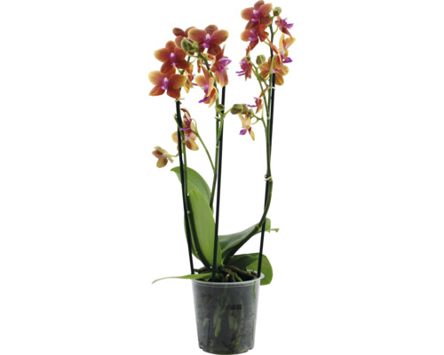 Schmetterlingsorchidee duftend FloraSelf Phalaenopsis H ca. 40 cm Ø 12 cm Topf , 3 Rispen, versch. Farben Orchidee in einem Topf