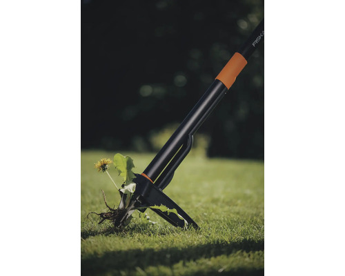 Unkrautstecher im Einsatz, der eine einzelne Blume aus dem Rasen entfernt