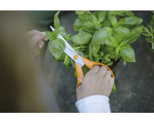 Person schneidet Basilikum mit einer Schere
