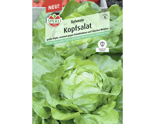 Kopfsalat Sylvesta Sperli Samenfestes Saatgut Gemüsesamen Sylvesta Kopfsalat, resistente Pflanze