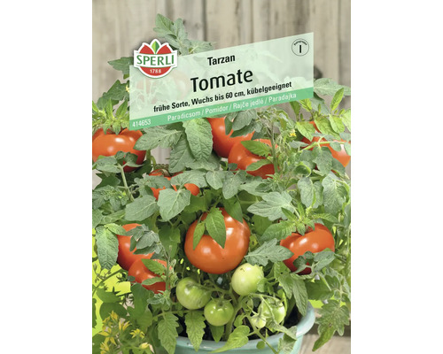 Cocktail-Tomate F1 Sperli Hybrid-Saatgut Gemüsesamen Tarzan Tomatenpflanze mit reifen und unreifen Tomaten