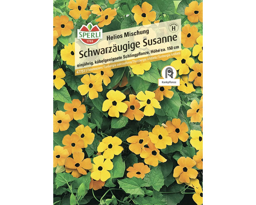 Schwarzäugige Susanne Helios Mischung Sperli Samenfestes Saatgut Blumensamen