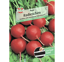 Sperli Radieschen Parat Samenband, milde Sommersorte