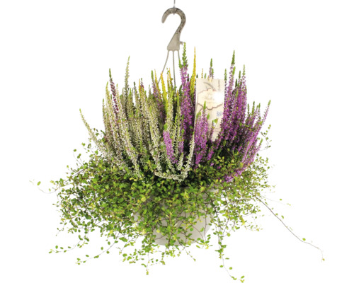 Heidemix Ampel mit Wasserspeicher FloraSelf Ø 25 cm Topf Calluna x Mühlenbeckia Mix