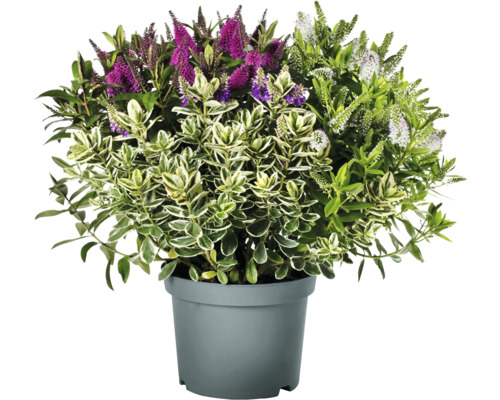 Strauchveronika Trio Mix FloraSelf Hebe Addenda Trio Ø 23 cm Topf zufällige Sortenauswahl