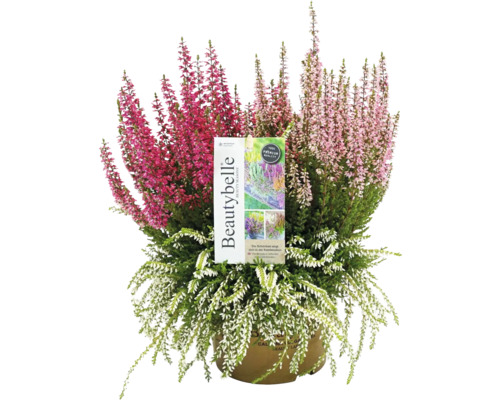 Knospenheide FloraSelf Calluna vulgaris Beauty Ladies Beautybelle Ø 13 cm Topf versch. Farben