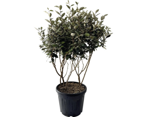 Wintergrüne Ölweide Multistamm, Mehrstämmig FloraSelf Elaeagnus ebbingei H 100-120 cm Co 35 L Wintergrüne Ölweide Multistamm, Mehrstämmig FloraSelf Elaeagnus ebbingei H 100-120 cm Co 35 L