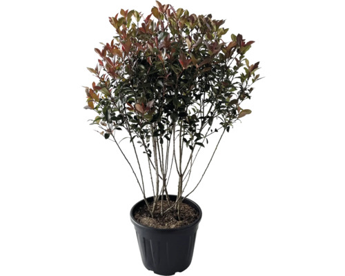 Glanzmispel Multistamm, Mehrstämmig FloraSelf Photinia fraseri 'Robusta Compacta' H 100-120 cm Co 35 L