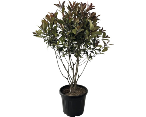 Glanzmispel Multistamm, Mehrstämmig FloraSelf Photinia fraseri 'Red Robin' H 100-120 cm Co 35 L