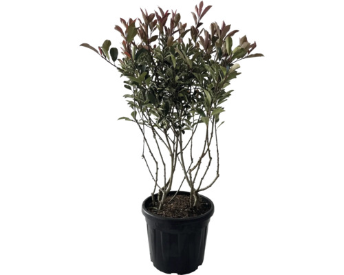 Weißgrüne Glanzmispel Multistamm, Mehrstämmig FloraSelf Photinia fraseri 'Pink Marble' H 100-120 cm Co 35 L