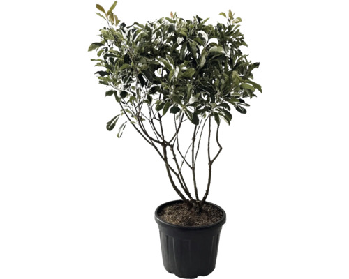 Glanzmispel Multistamm, Mehrstämmig FloraSelf Photinia 'Pink Crispy' H 100-120 cm Co 35 L