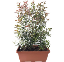Glanzmispel Fertighecke L 100 cm H ca. 150 cm FloraSelf Photinia fraseri 'Red Robin' rote Kasten