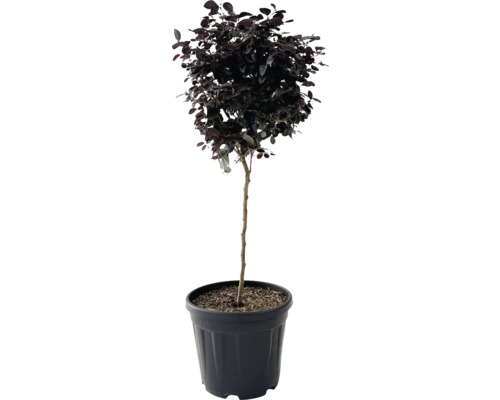 Kugelbaum im Topf