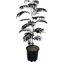 Akazienbaum in einem Topf