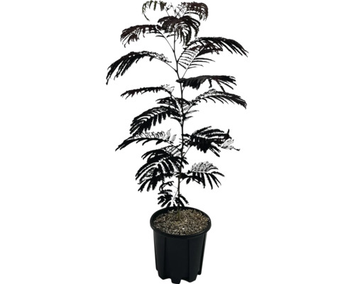 Akazienbaum in einem Topf